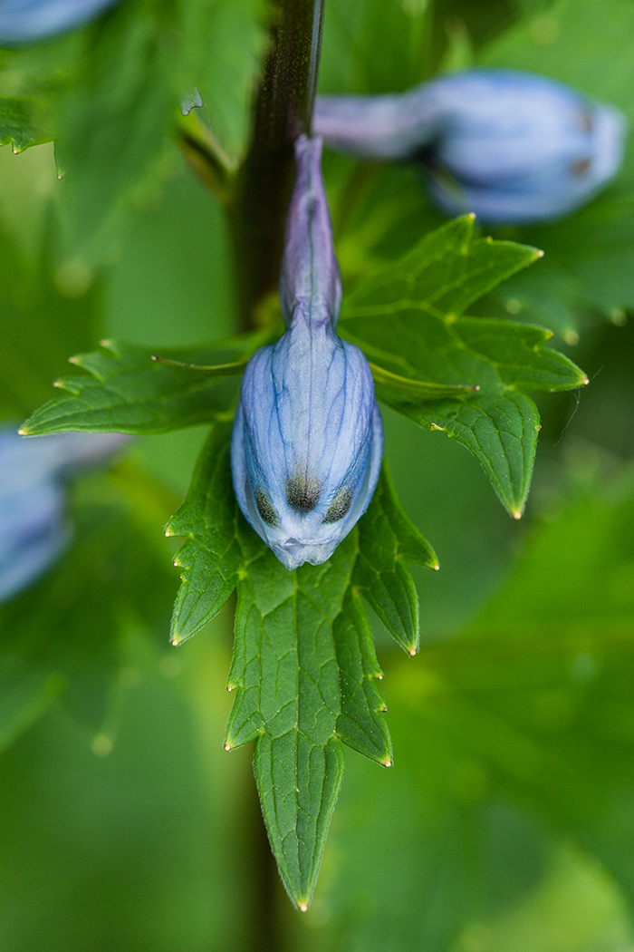 Image of Delphinium flexuosum specimen.