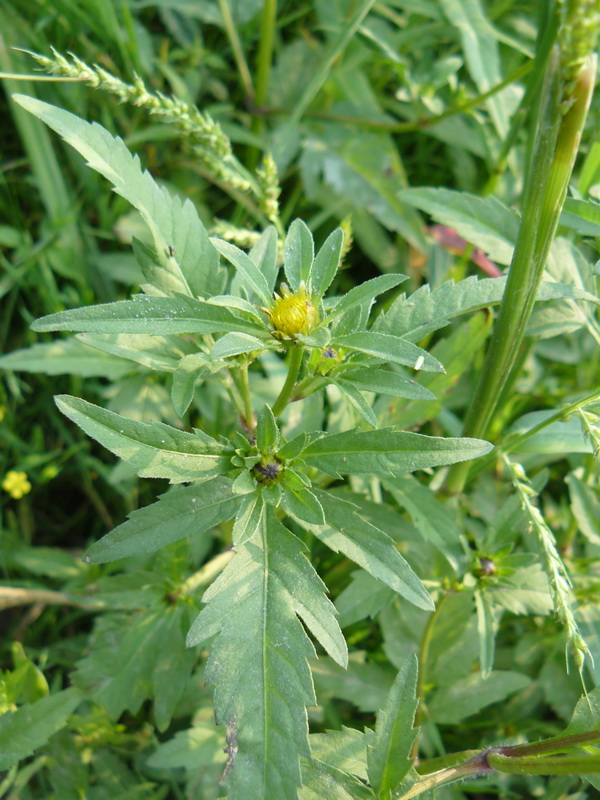 Image of Bidens tripartita specimen.