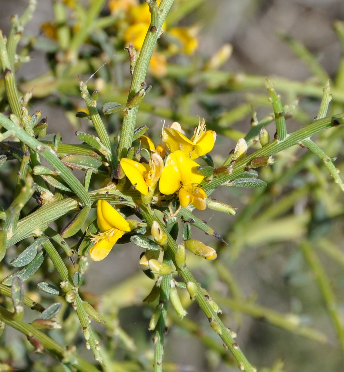 Изображение особи Genista fasselata.