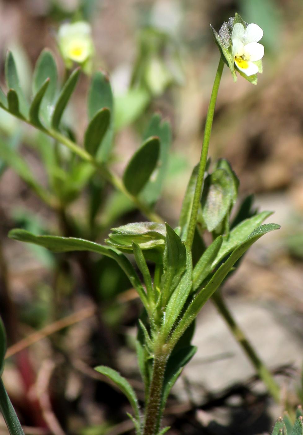 Изображение особи Viola occulta.