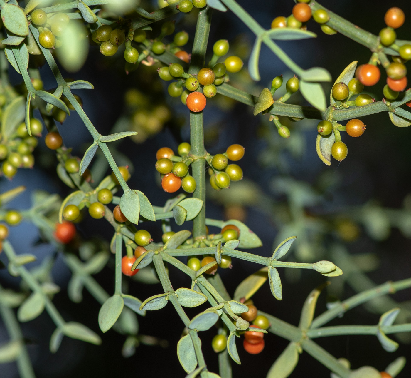 Изображение особи Viscum rotundifolium.