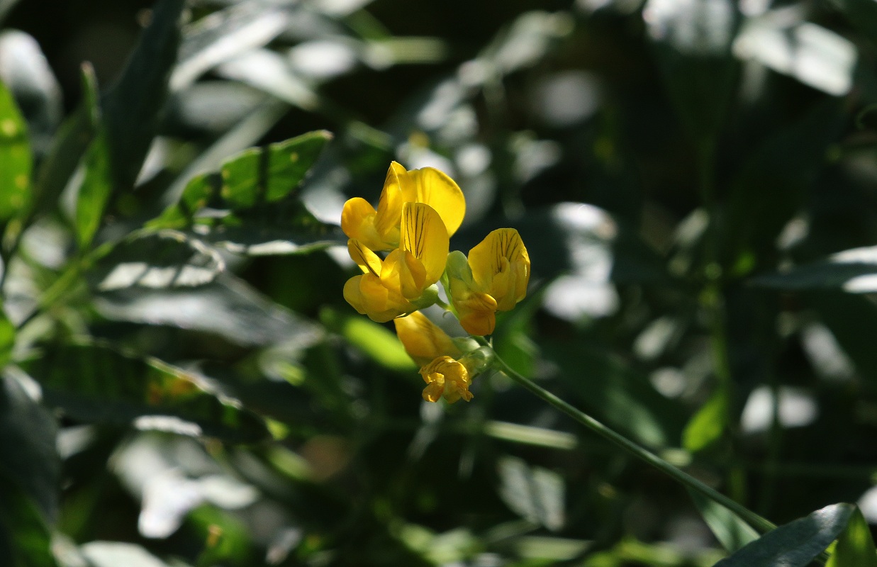 Image of Lathyrus pratensis specimen.