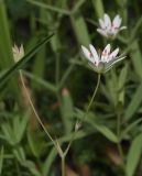 Смотреть изображение Stellaria hebecalyx