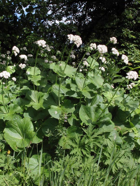 Изображение особи Valeriana alliariifolia.