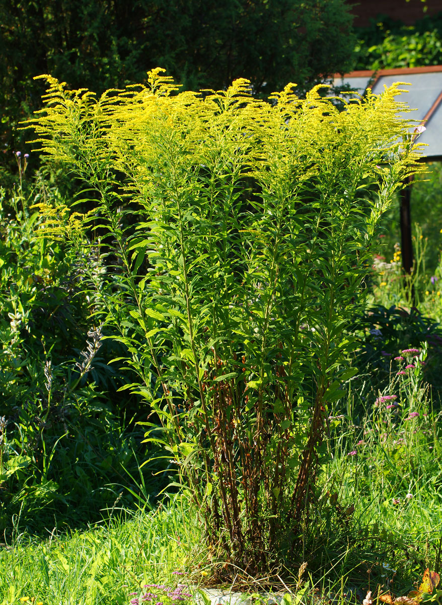 Image of Solidago canadensis specimen.