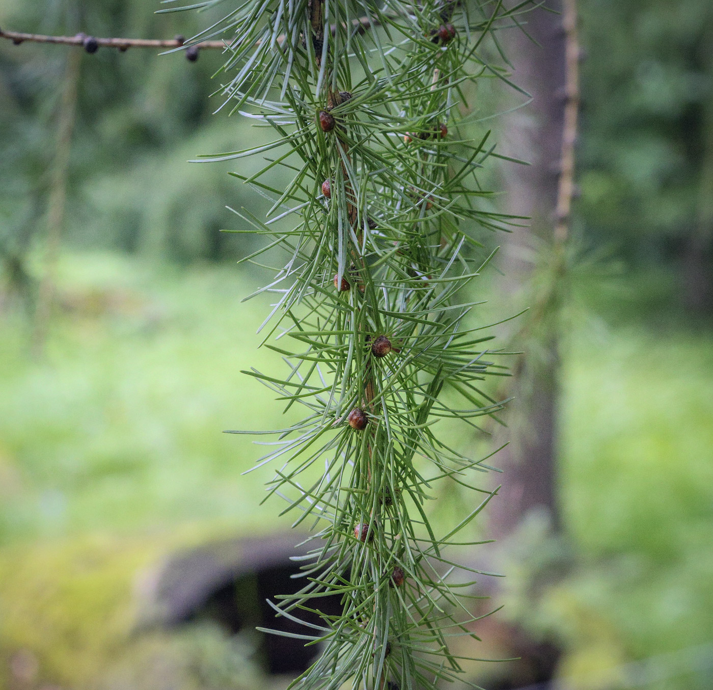 Image of Larix decidua specimen.