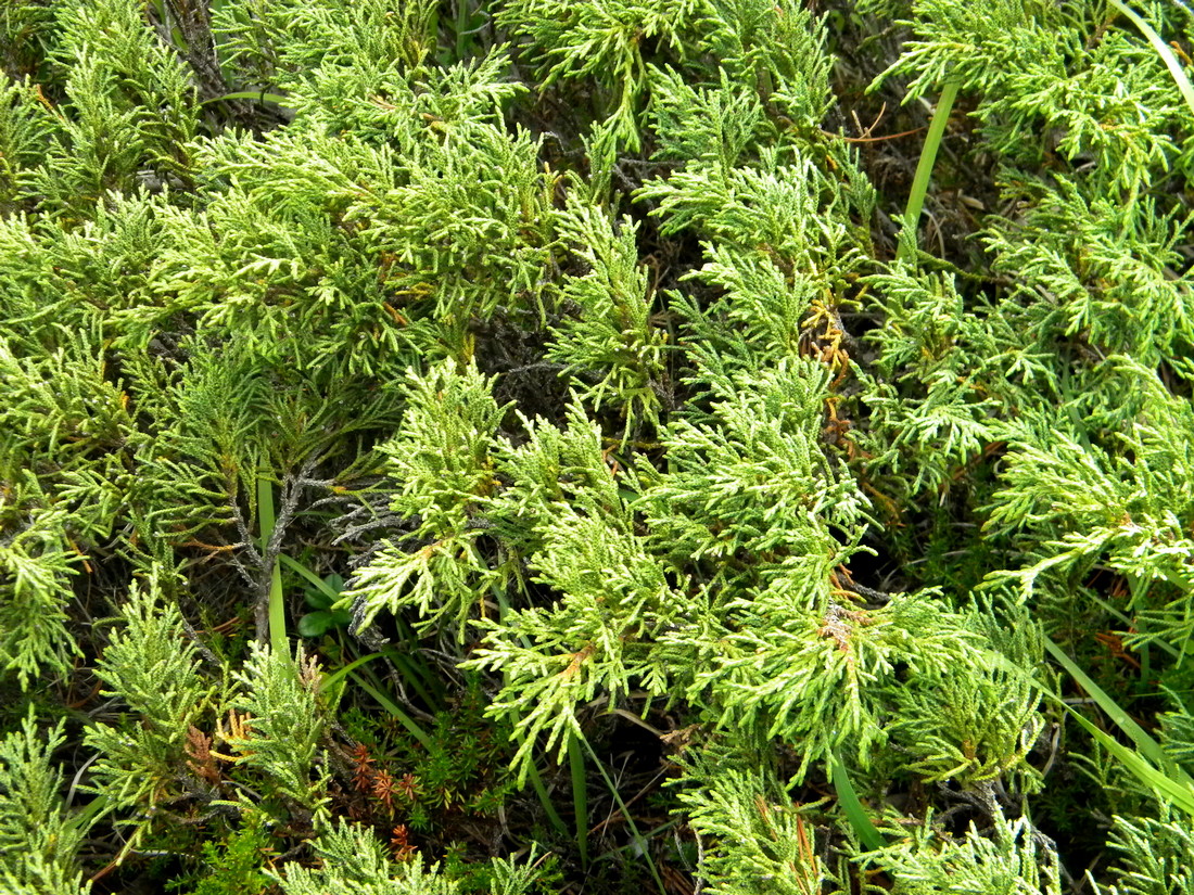 Image of Juniperus pseudosabina specimen.