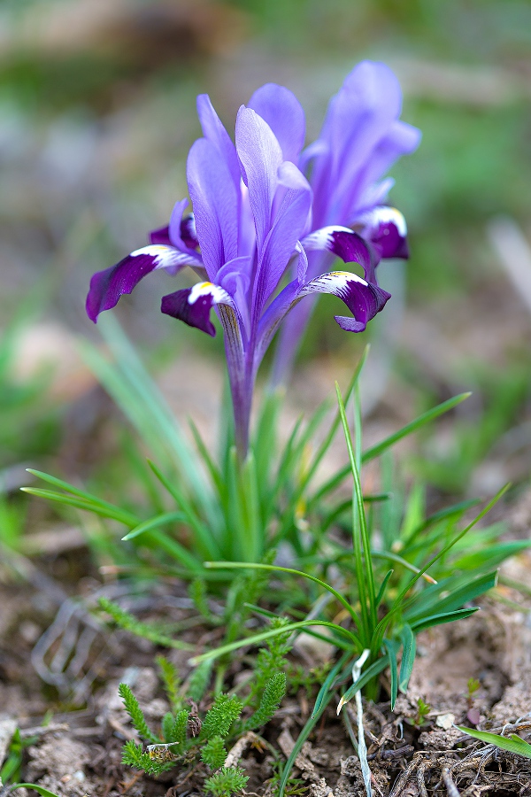 Изображение особи Iridodictyum kolpakowskianum.