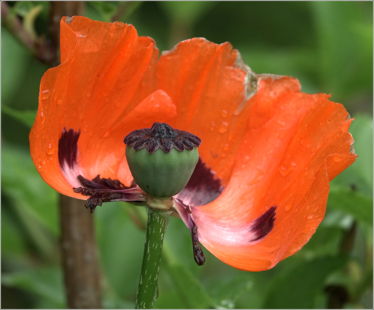 Изображение особи Papaver setiferum.