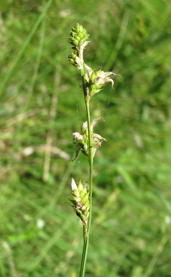 Изображение особи Carex canescens.