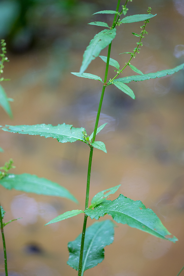 Изображение особи род Rumex.