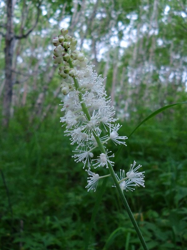 Изображение особи Cimicifuga simplex.