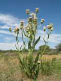 Erigeron khorassanicus. Верхушка цветущего и плодоносящего растения. Южный Казахстан, Жамбылская обл., пойма р. Асса, задернованный галечник. 25 июня 2021 г.