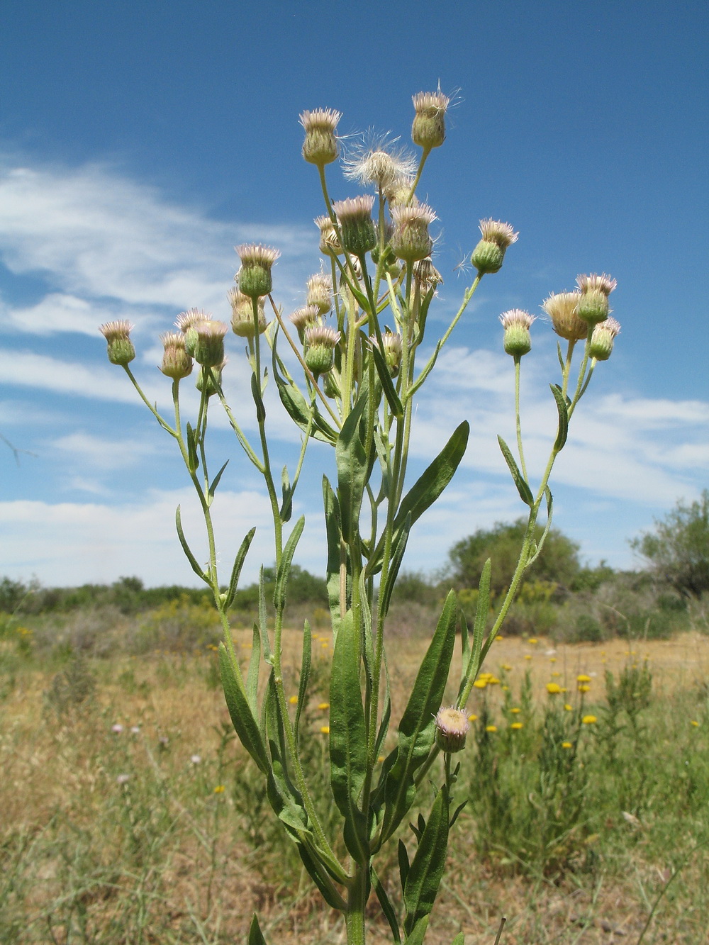 Изображение особи Erigeron khorassanicus.