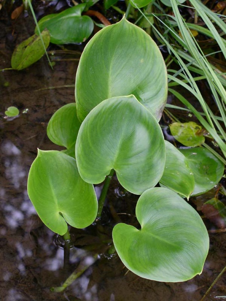 Image of Calla palustris specimen.