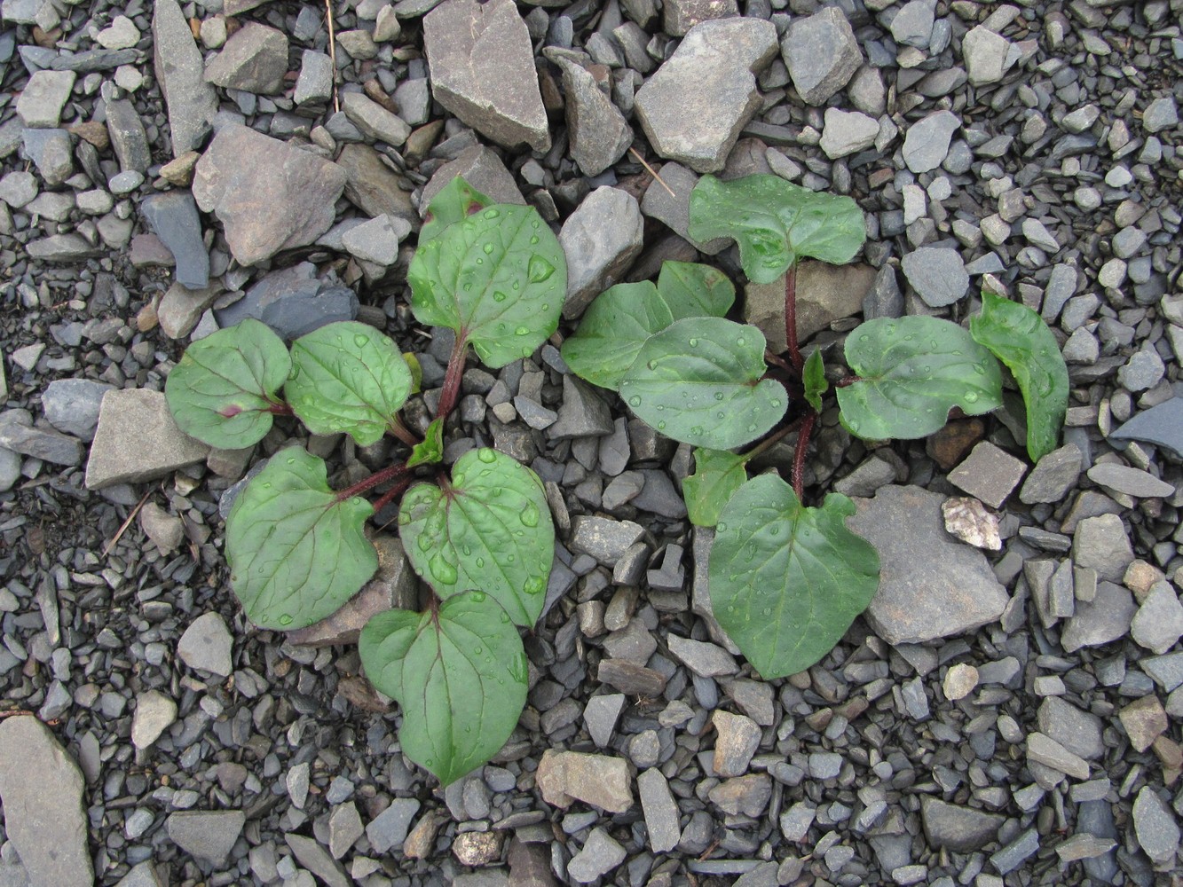 Image of Oberna lacera specimen.