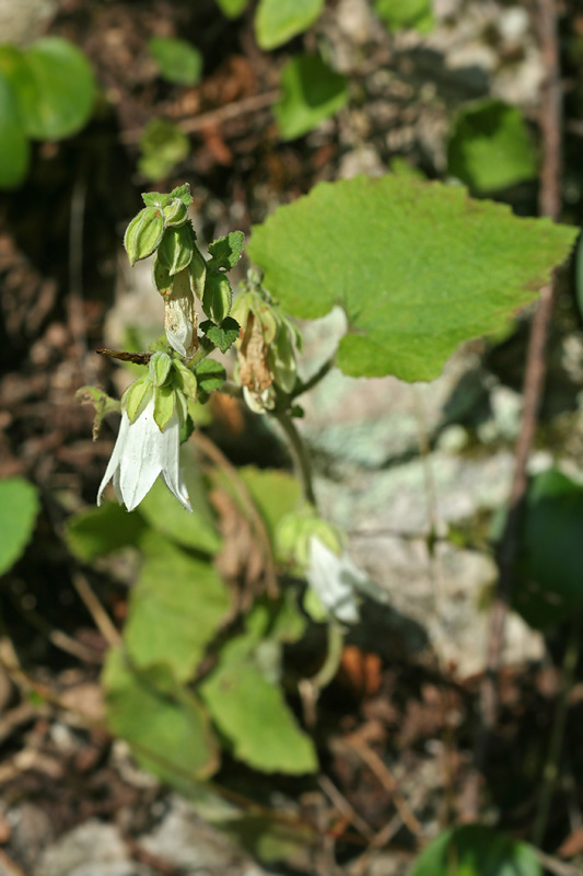 Image of Campanula transcaucasica specimen.