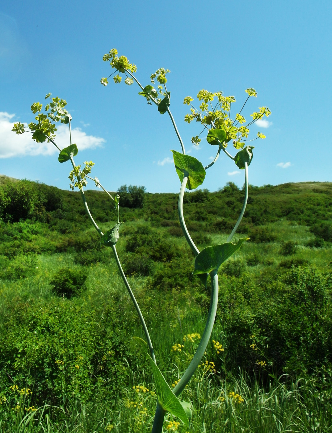 Изображение особи Bupleurum longifolium ssp. aureum.