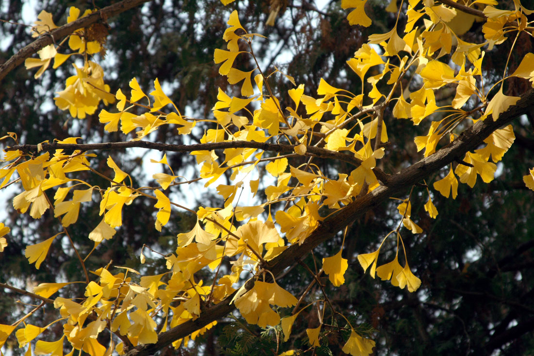 Изображение особи Ginkgo biloba.