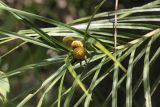 genus Freycinetia. Побег с соплодиями. Малайзия, штат Саравак, округ Мири, национальный парк «Мулу». 10.03.2015.