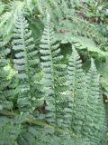 род Dryopteris