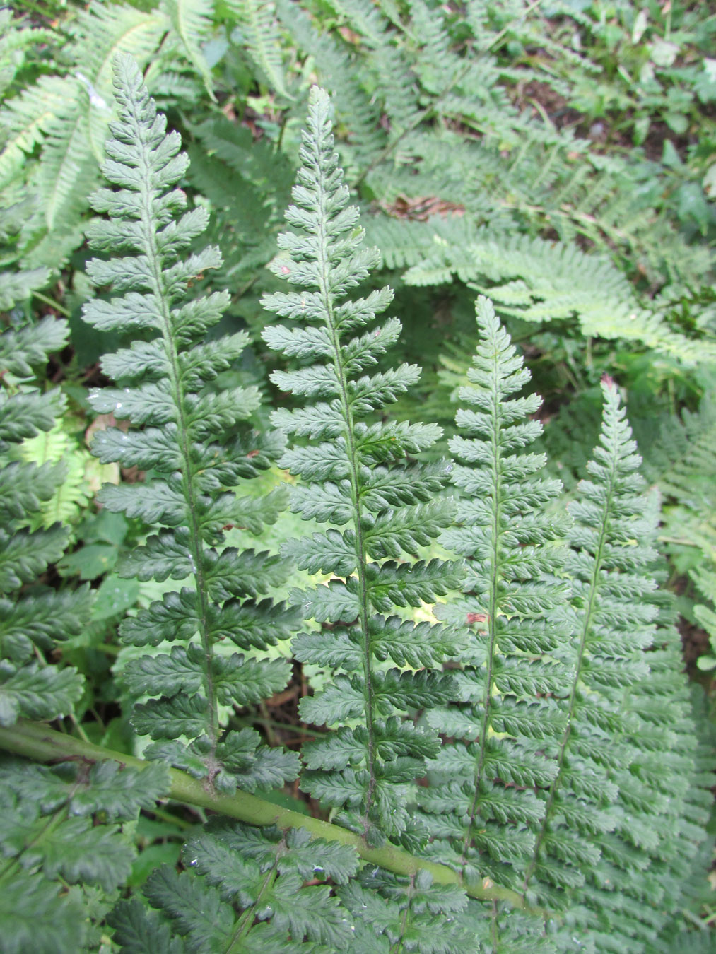 Изображение особи род Dryopteris.