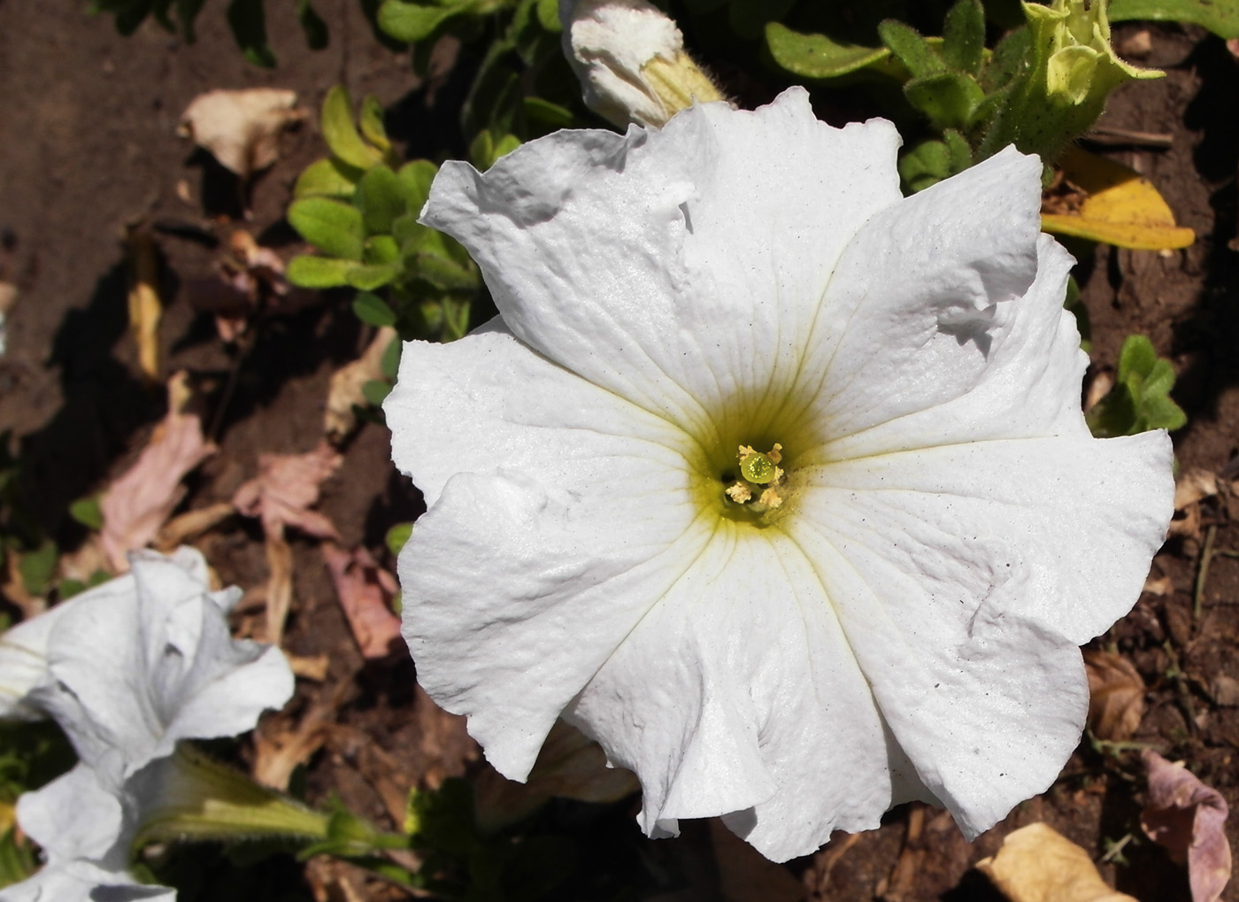 Image of Petunia &times; hybrida specimen.