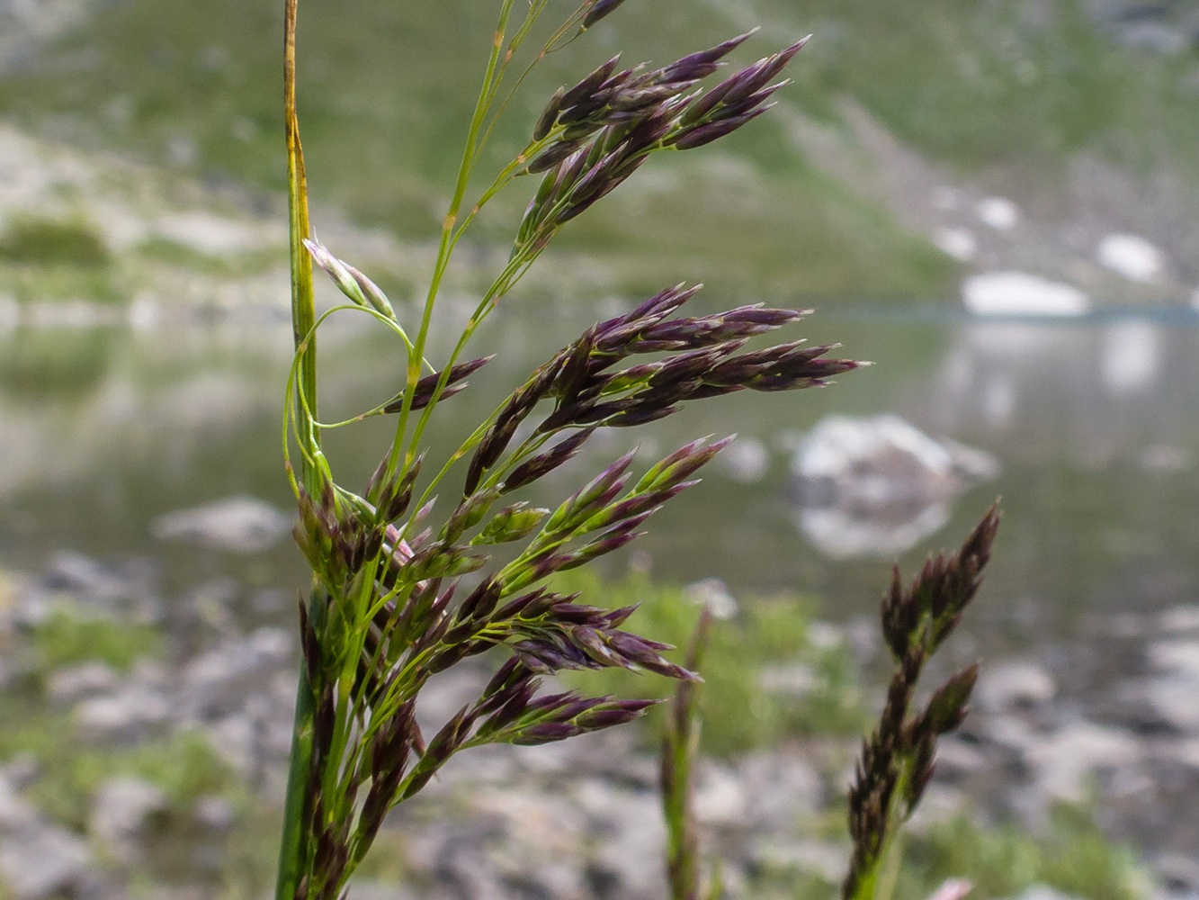 Image of Deschampsia cespitosa specimen.