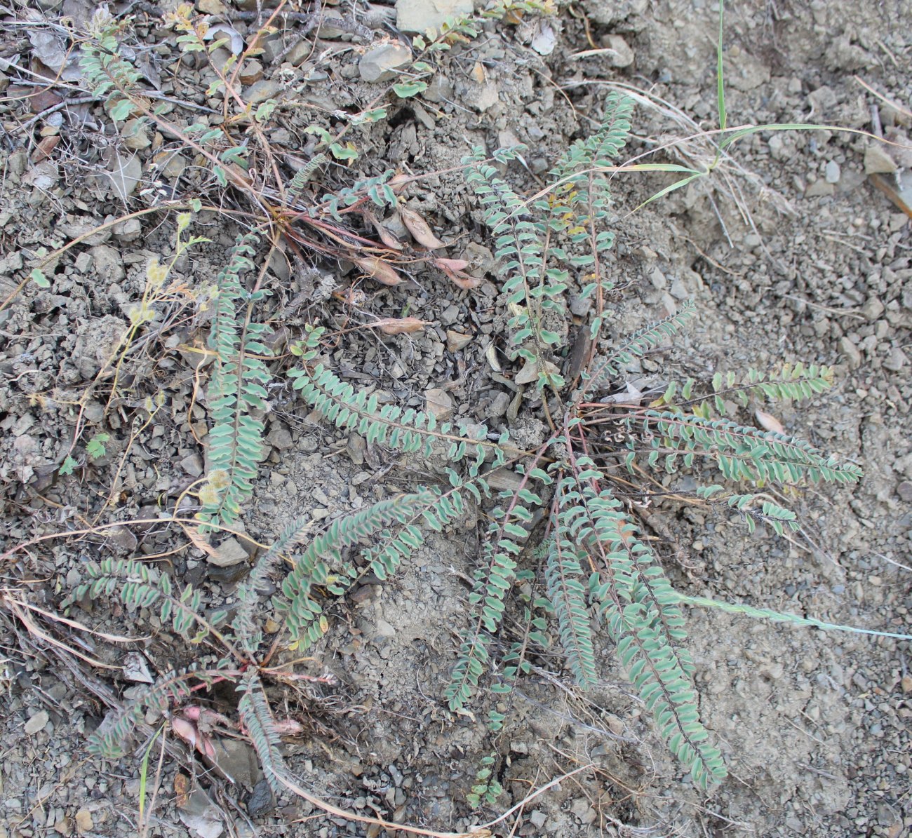 Изображение особи Astragalus gorelovae.