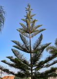 Araucaria heterophylla. Верхушка молодого дерева. Марокко, обл. Рабат - Сале - Кенитра, г. Рабат, в культуре. 06.01.2023.