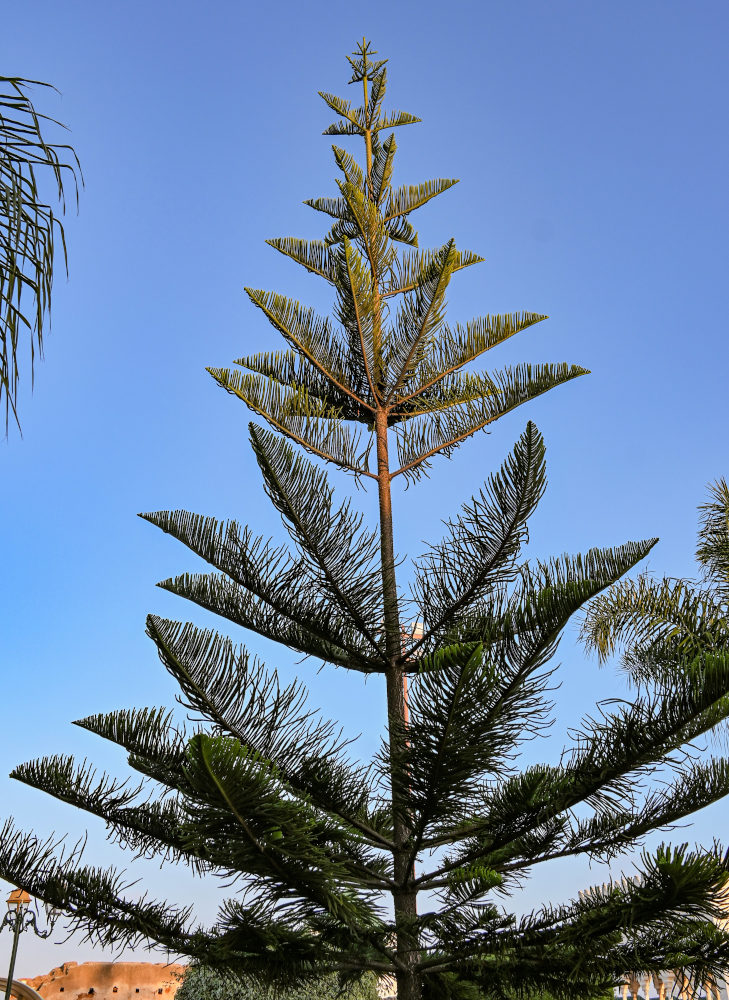 Image of Araucaria heterophylla specimen.