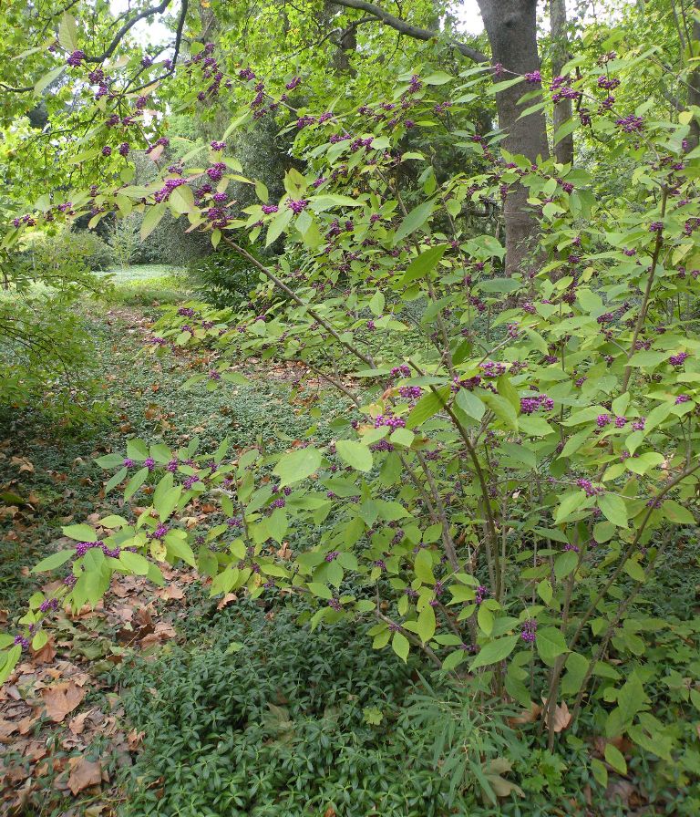 Image of Callicarpa dichotoma specimen.