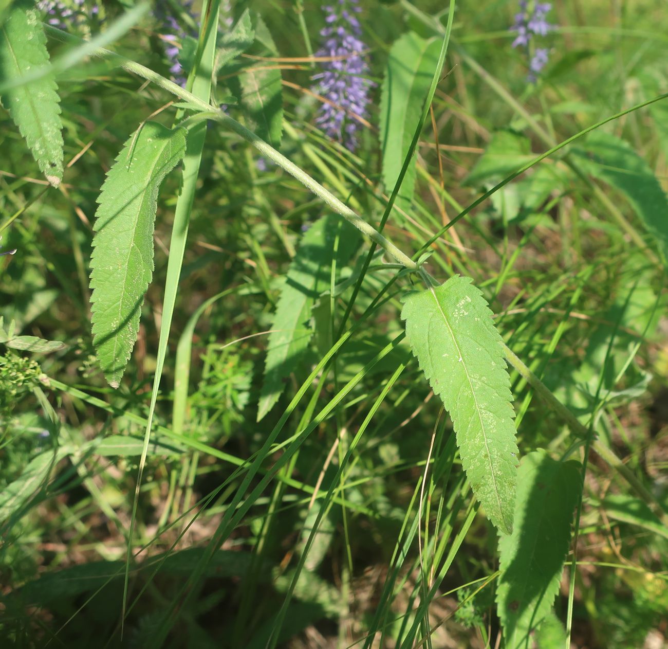 Изображение особи Veronica longifolia.