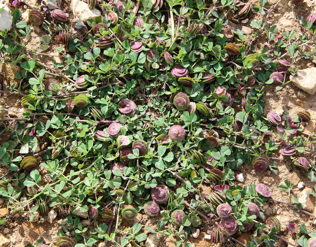 Image of Medicago orbicularis specimen.