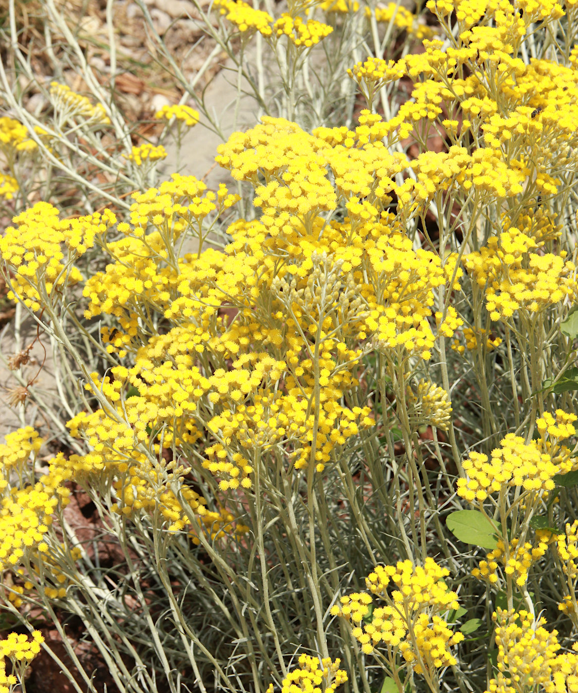 Изображение особи Helichrysum italicum.