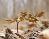 Смотреть изображение род Botrychium