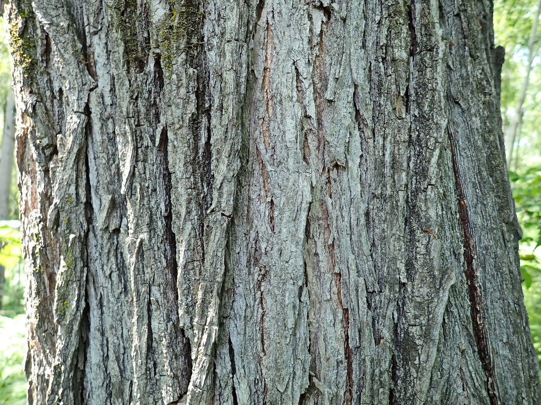 Image of Ulmus japonica specimen.