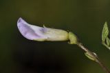 Amphicarpaea japonica