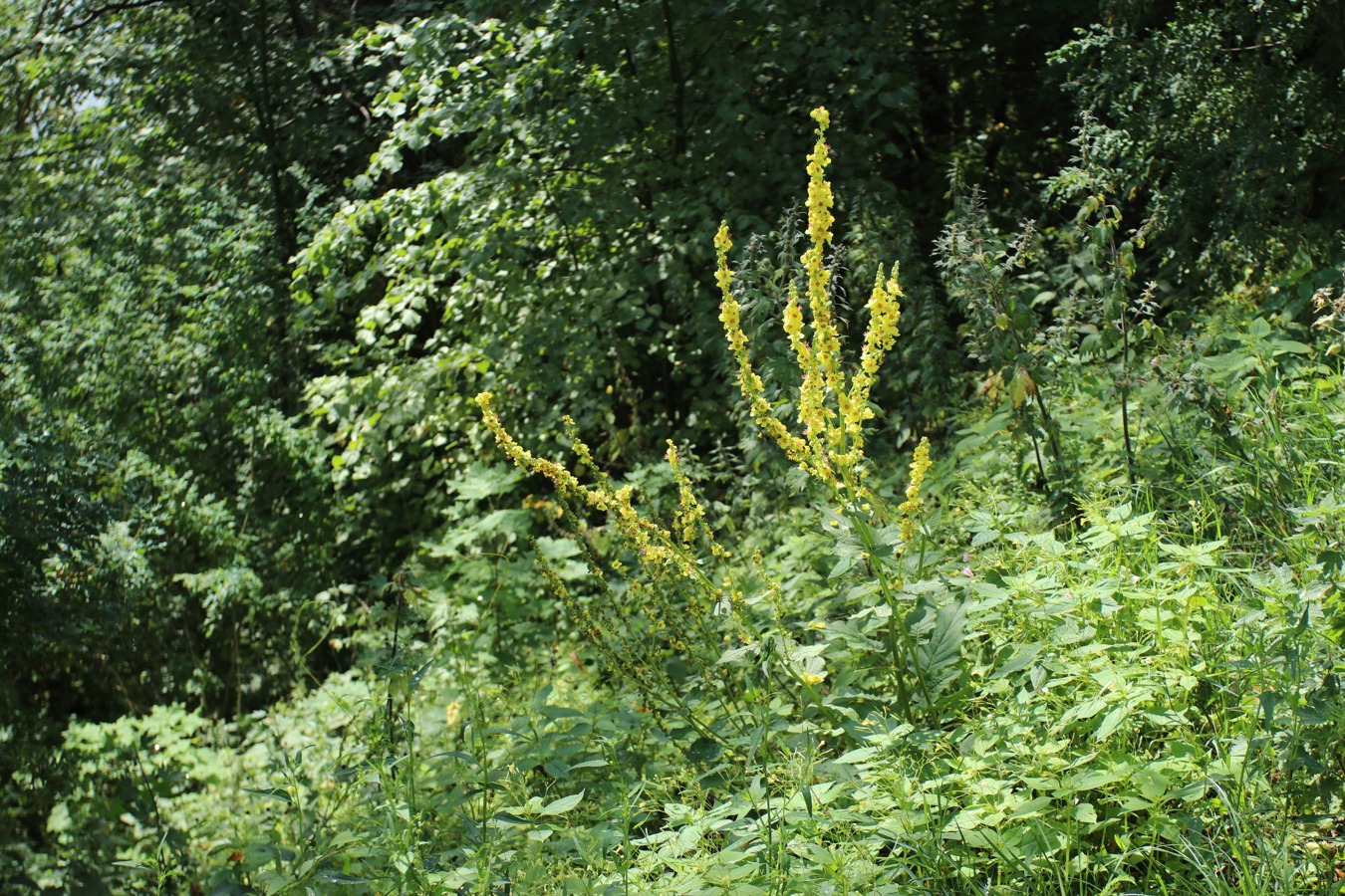 Изображение особи Verbascum nigrum.