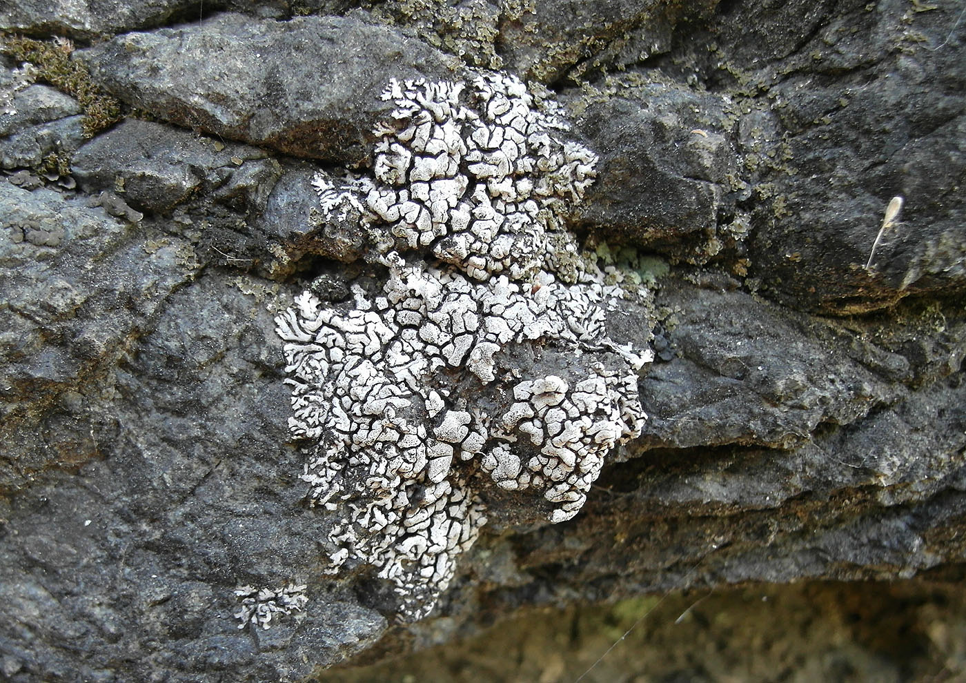 Image of Placopyrenium bucekii specimen.