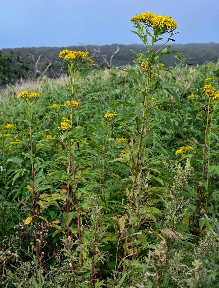 Image of Senecio cannabifolius specimen.