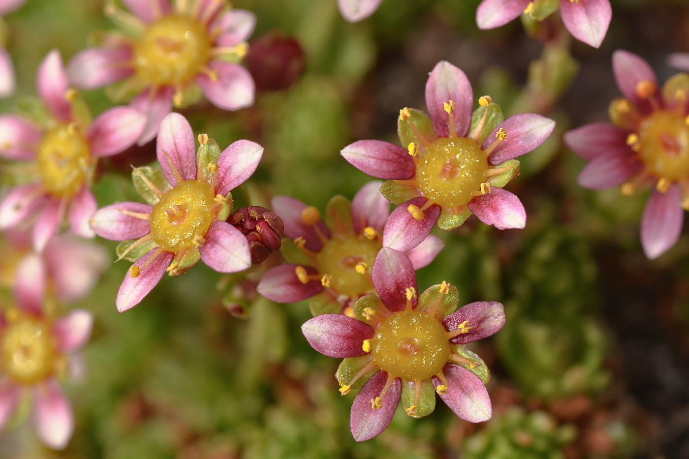 Изображение особи Saxifraga moschata.