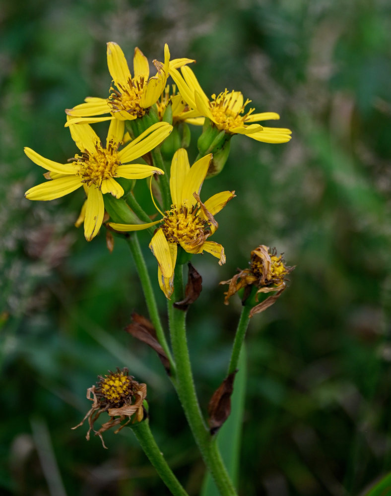 Image of Ligularia hodgsonii specimen.