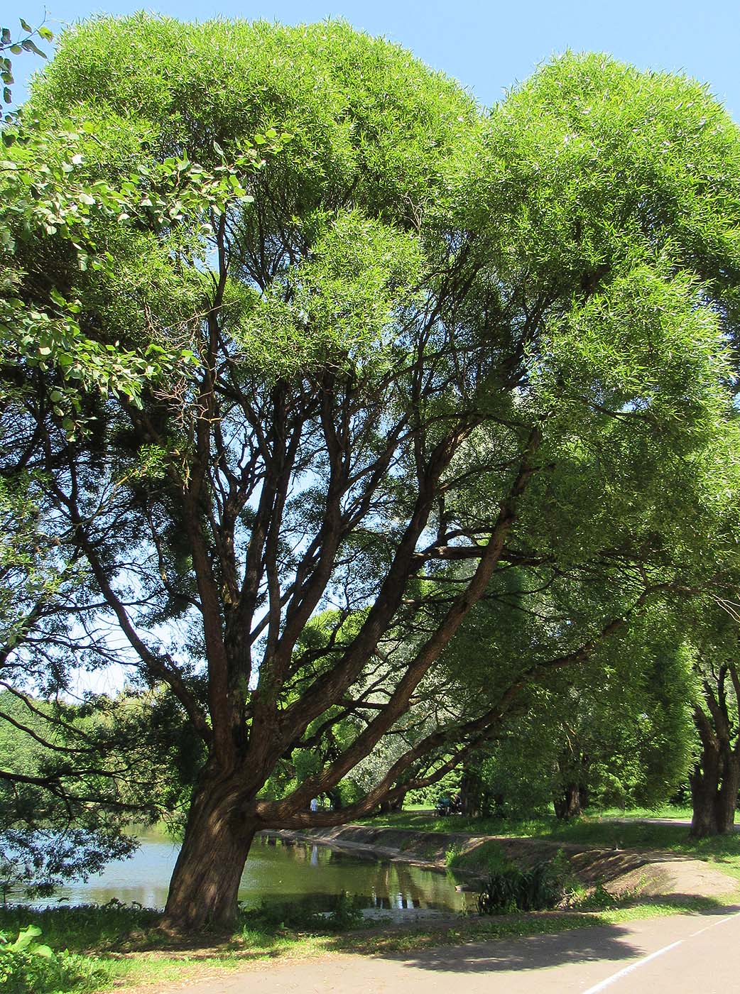 Image of Salix fragilis var. sphaerica specimen.