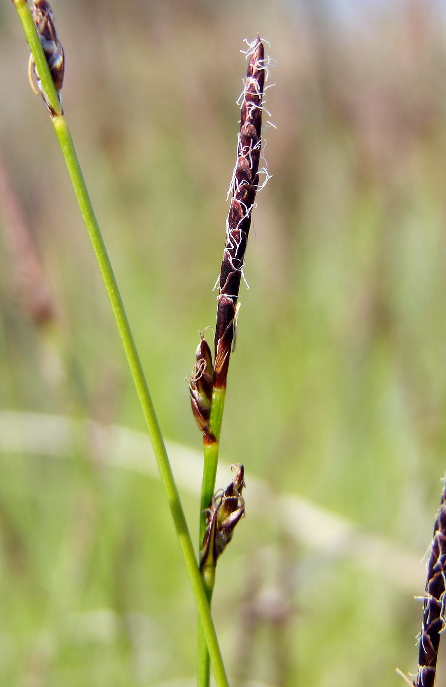Изображение особи Carex vanheurckii.