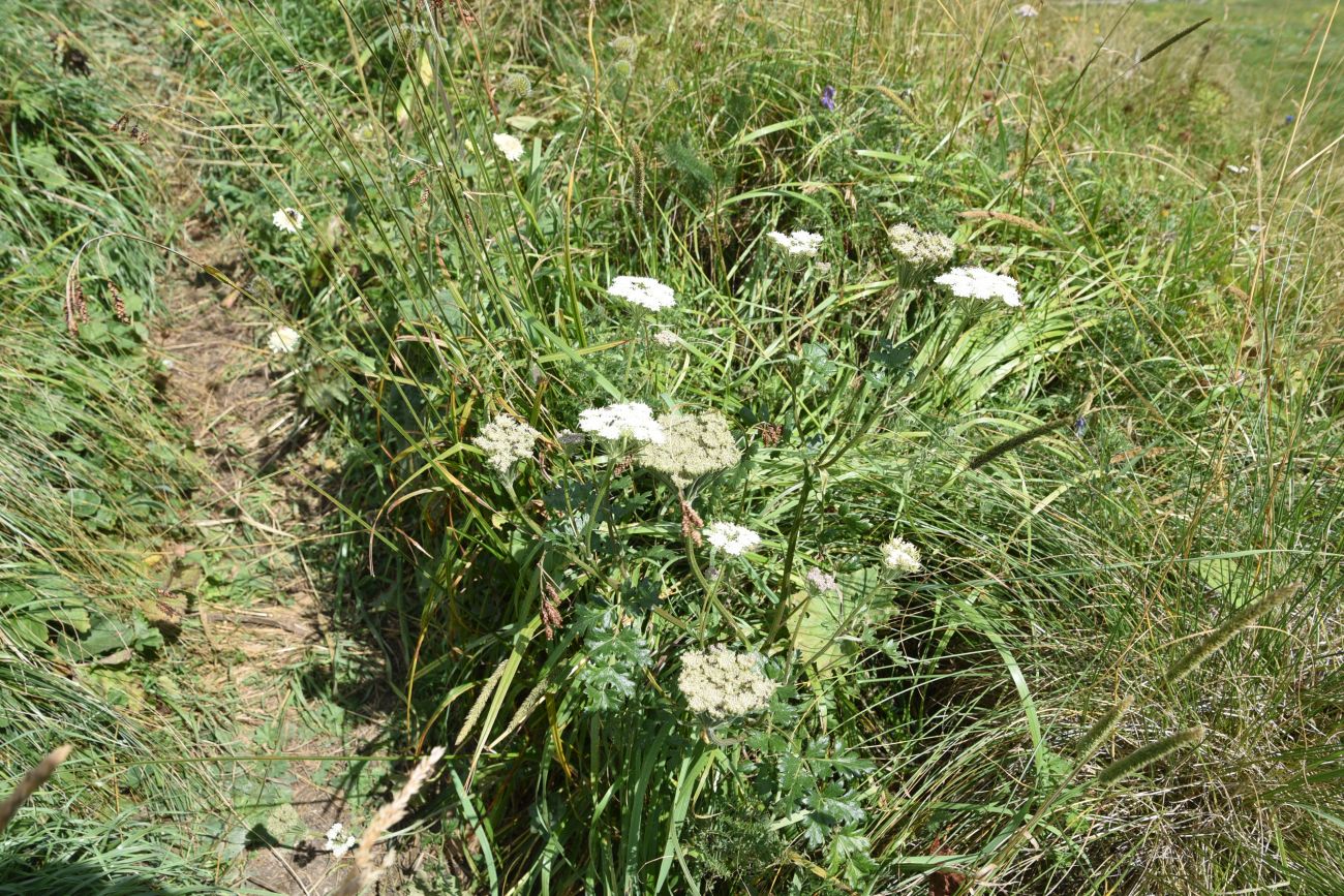 Image of familia Apiaceae specimen.