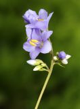 Polemonium chinense