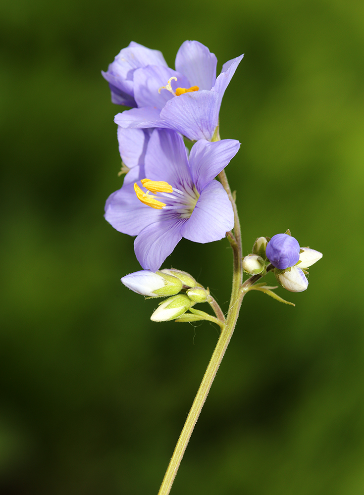 Image of Polemonium chinense specimen.