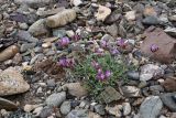 Astragalus petraeus