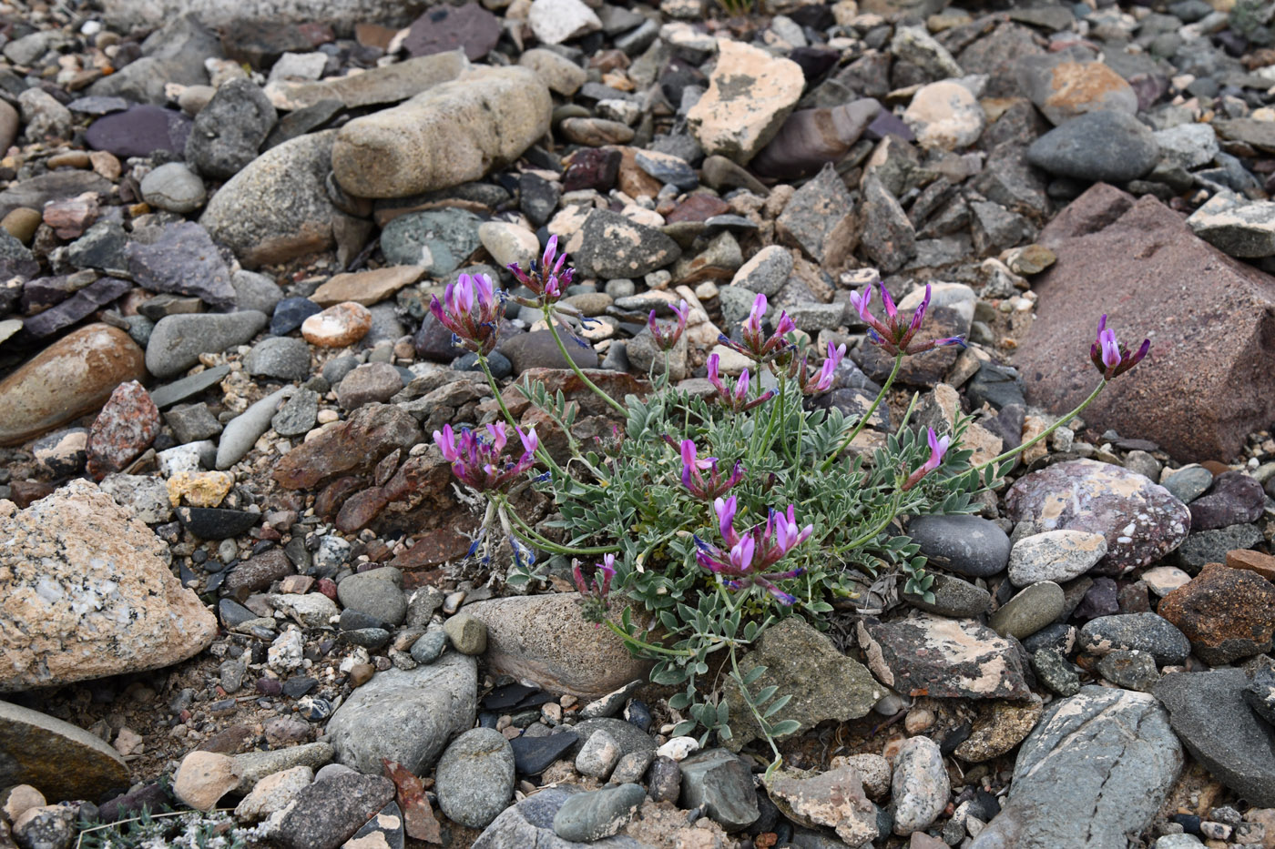 Image of Astragalus petraeus specimen.